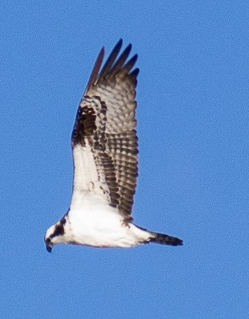 Águila Pescadora - ML616784242