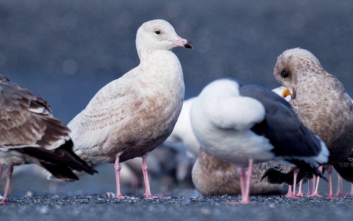 Glaucous Gull - ML616784248