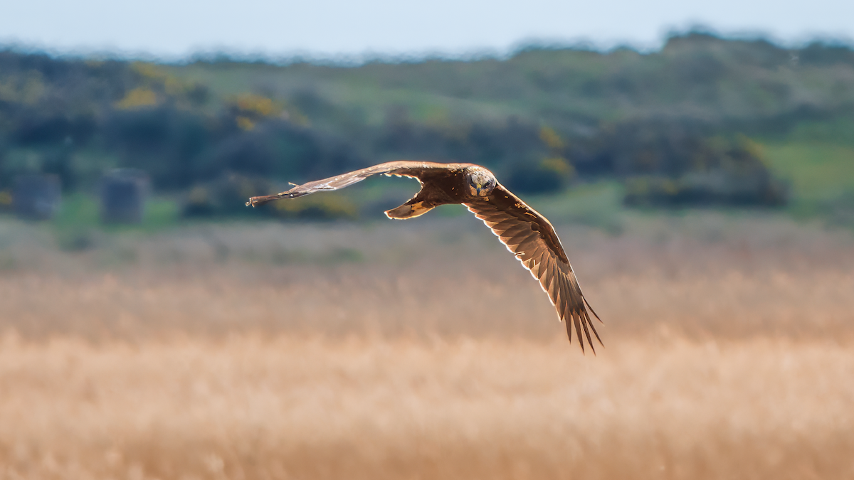 Western Marsh Harrier - ML616784261