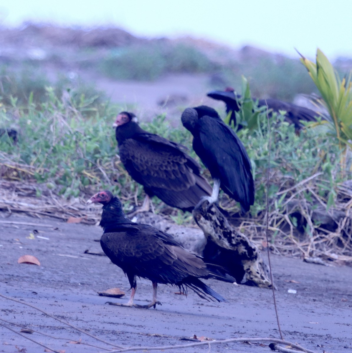 Turkey Vulture - ML616784266