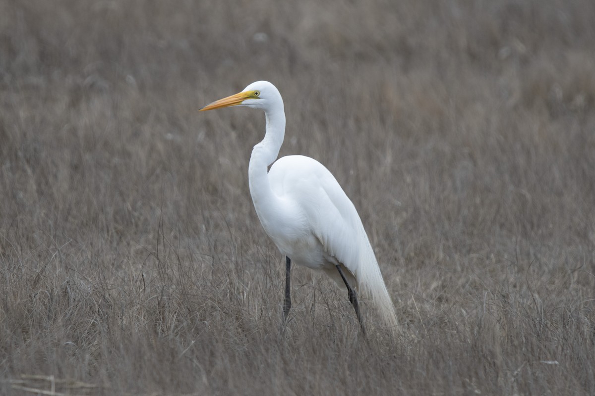 Great Egret - James Hatfield