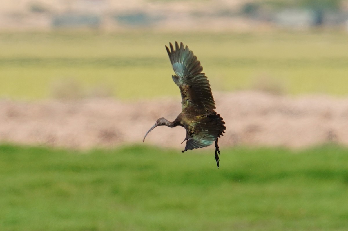 White-faced Ibis - ML616784287