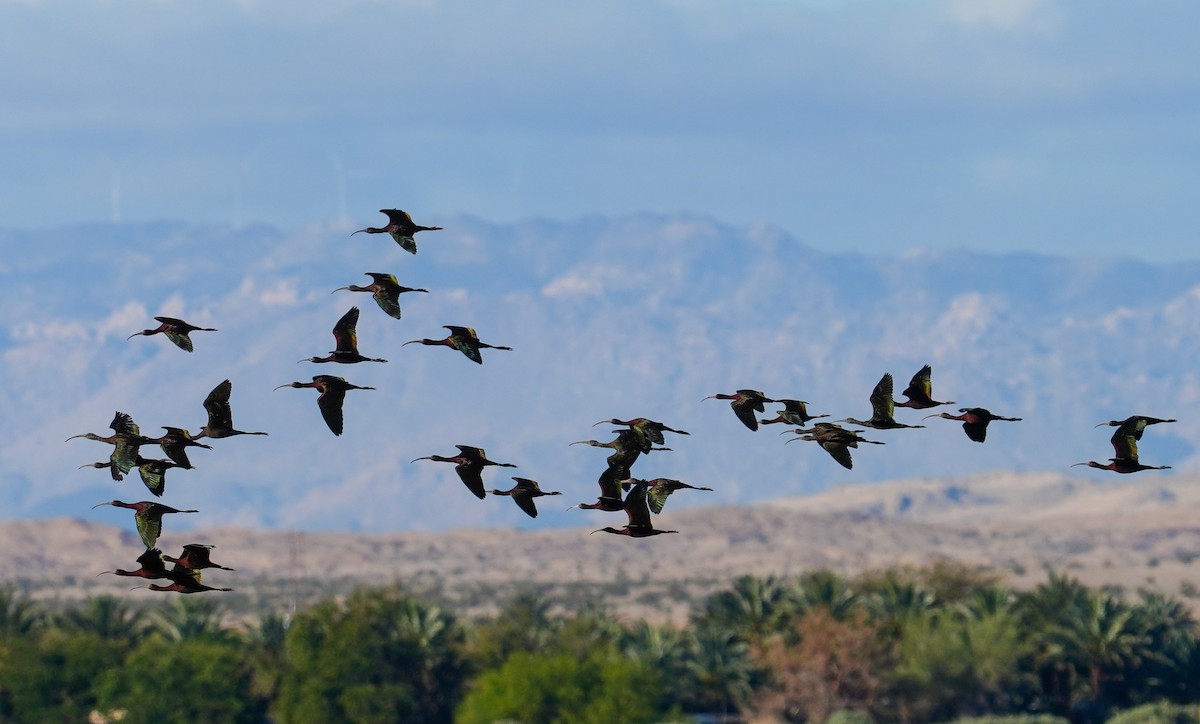 White-faced Ibis - ML616784292