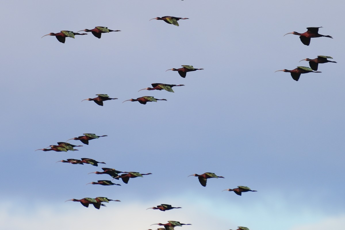 White-faced Ibis - ML616784293