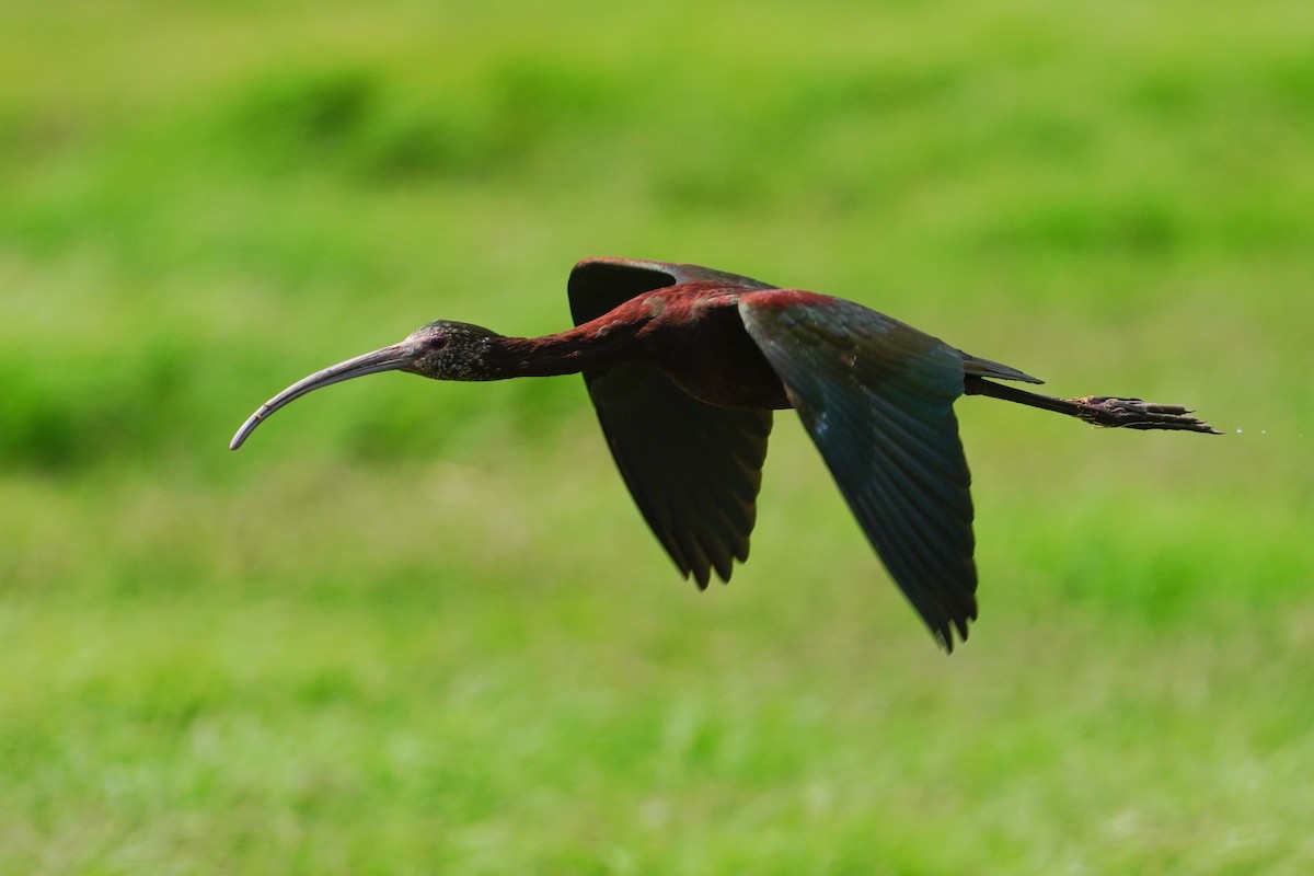 White-faced Ibis - ML616784295