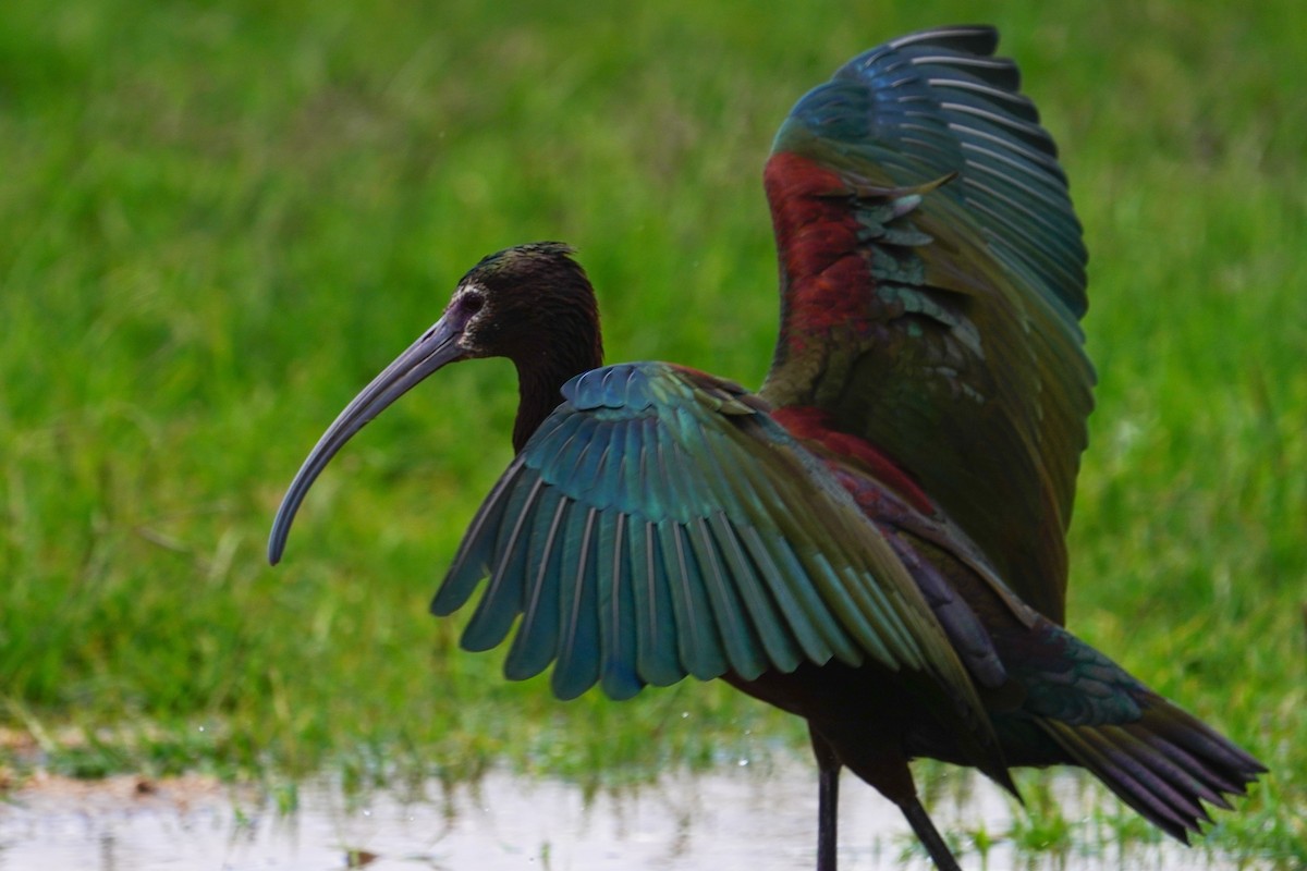 White-faced Ibis - ML616784297