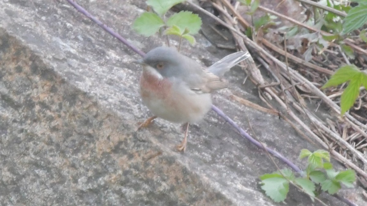 Eastern Subalpine Warbler - ML616784345