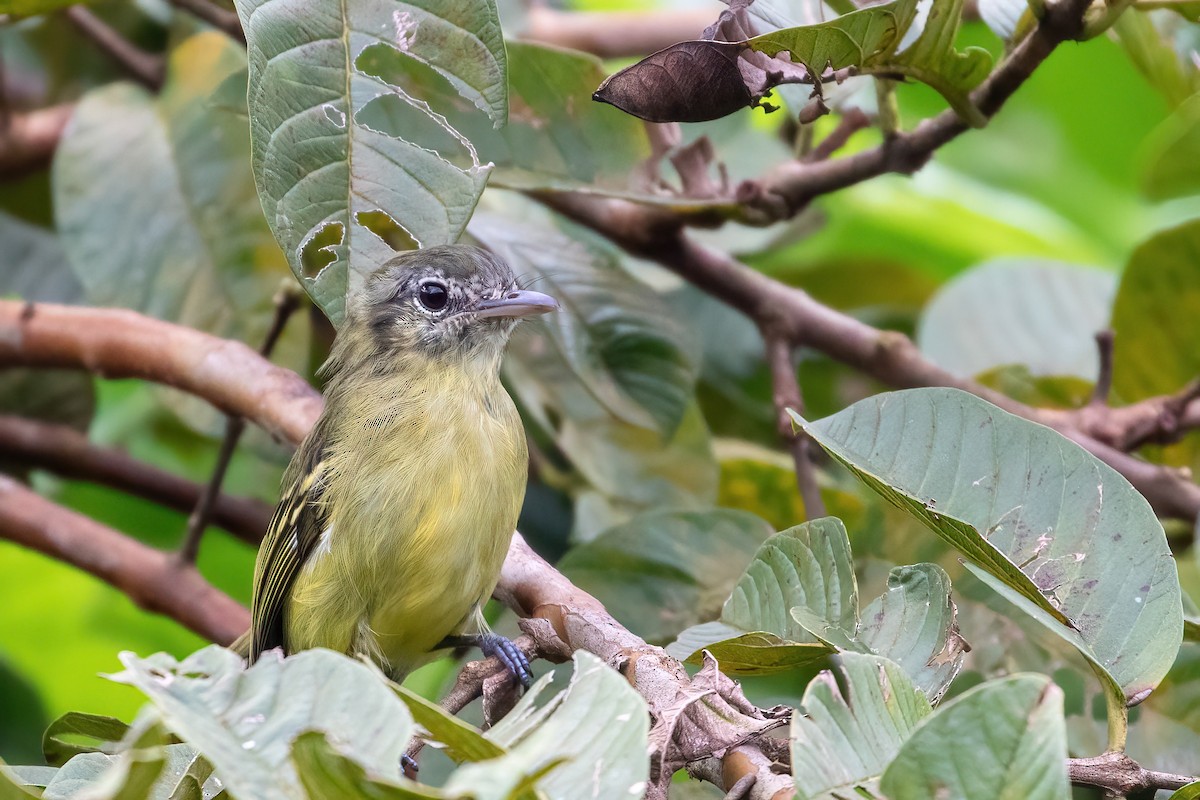 Yellow-olive Flatbill - ML616784377