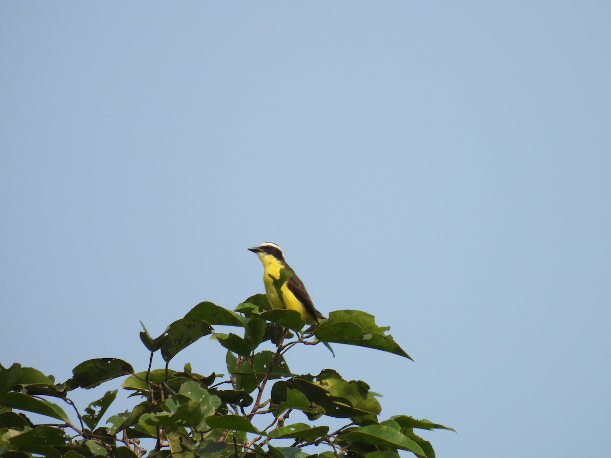 Yellow-throated Flycatcher - Cynthia Nickerson