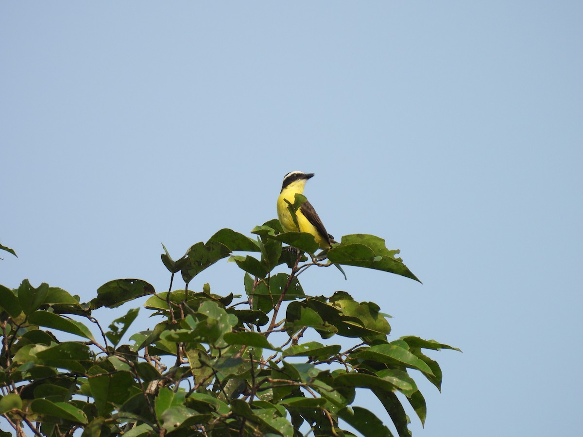 Yellow-throated Flycatcher - ML616784455