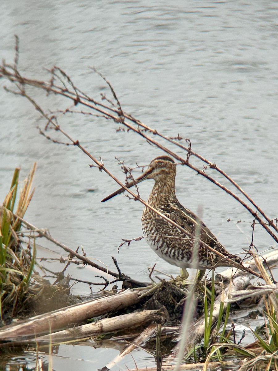 Wilson's Snipe - ML616784472