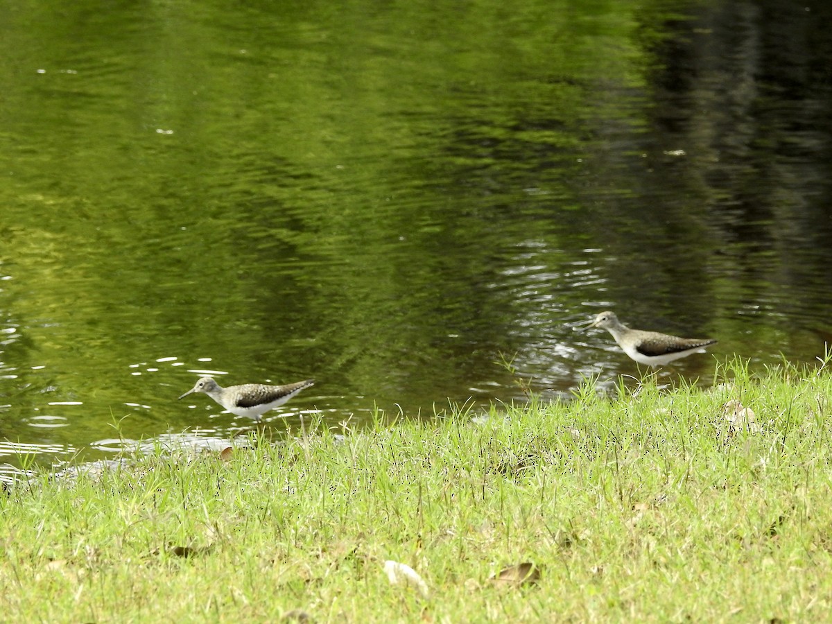 Solitary Sandpiper - ML616784503