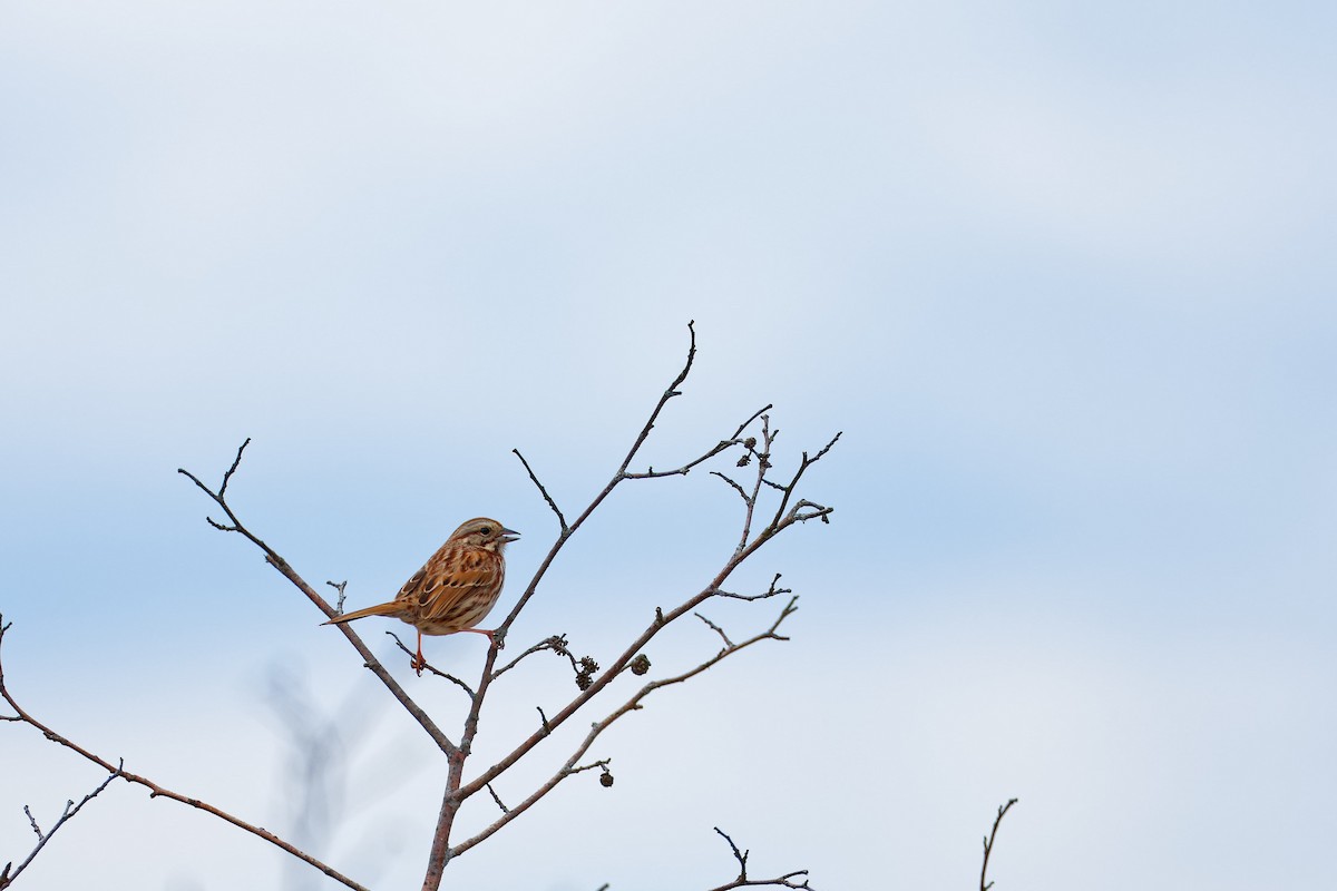 Song Sparrow - Darry W.