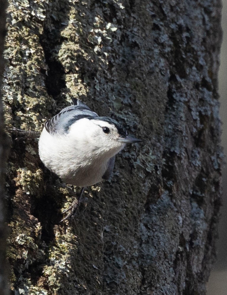 White-breasted Nuthatch - ML616784544