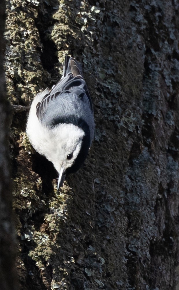 White-breasted Nuthatch - ML616784545