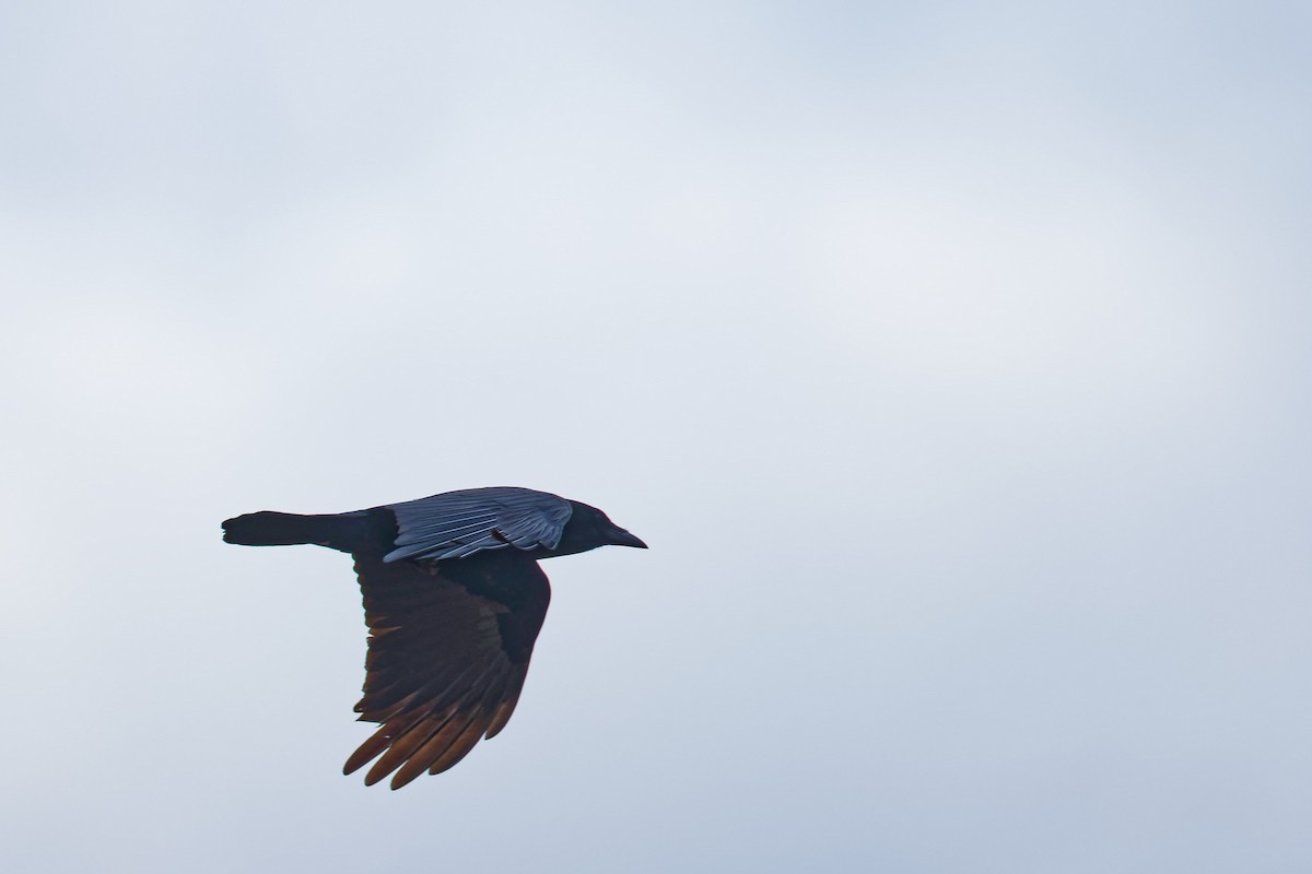 American Crow - ML616784551