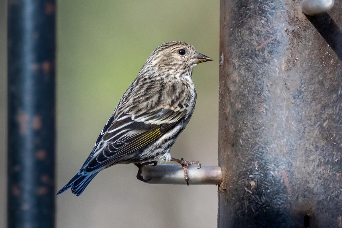 Pine Siskin - Tom Hudson