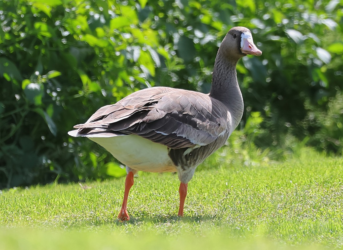 Greater White-fronted Goose - ML616784679
