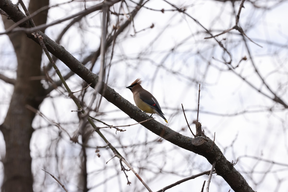 Cedar Waxwing - ML616784681