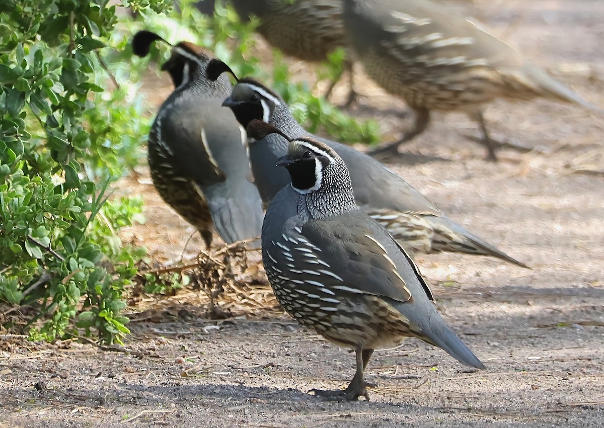 California Quail - ML616784707