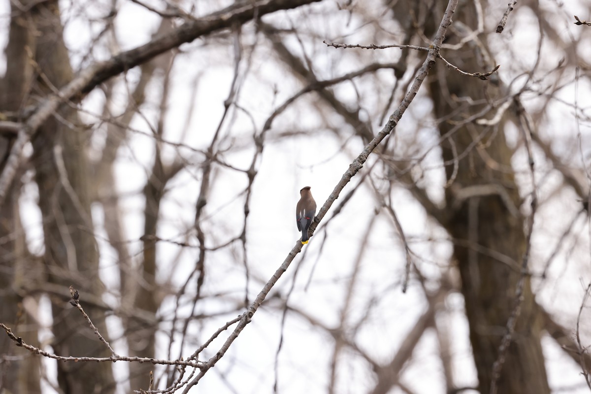 Cedar Waxwing - ML616784712