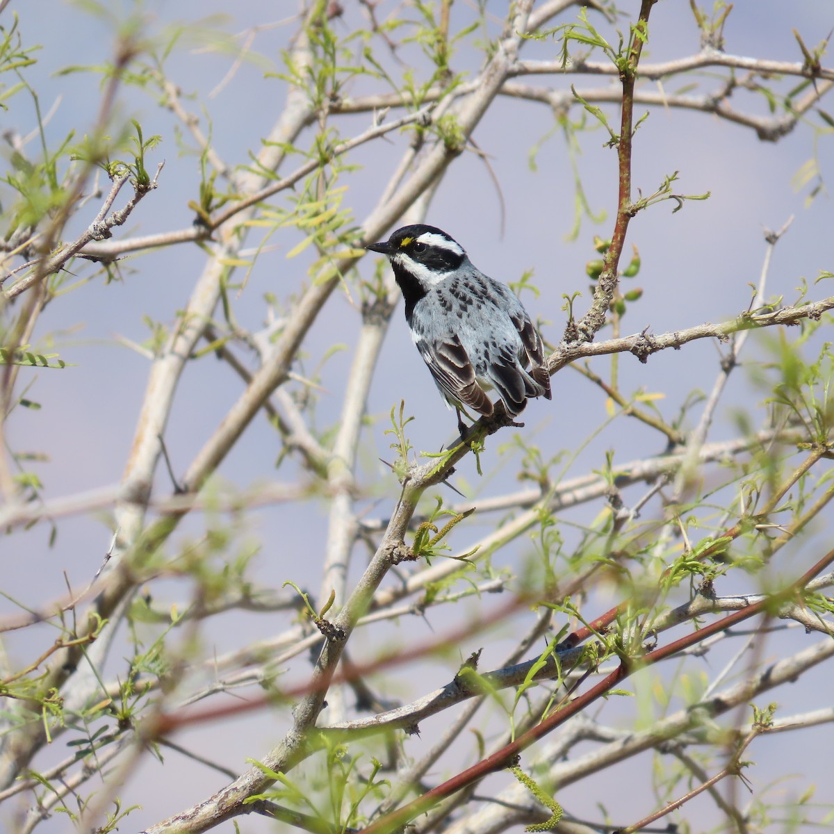 Black-throated Gray Warbler - ML616784771