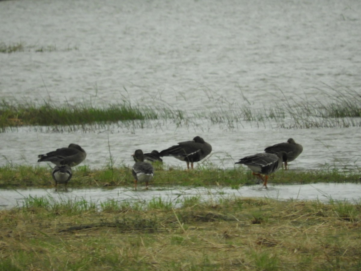 Greater White-fronted Goose - Mac  McCall