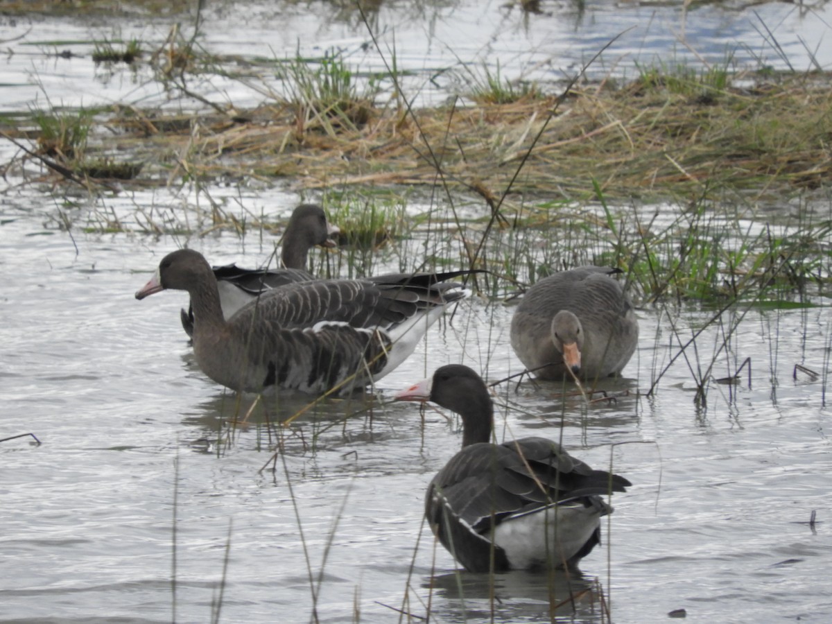 Greater White-fronted Goose - Mac  McCall