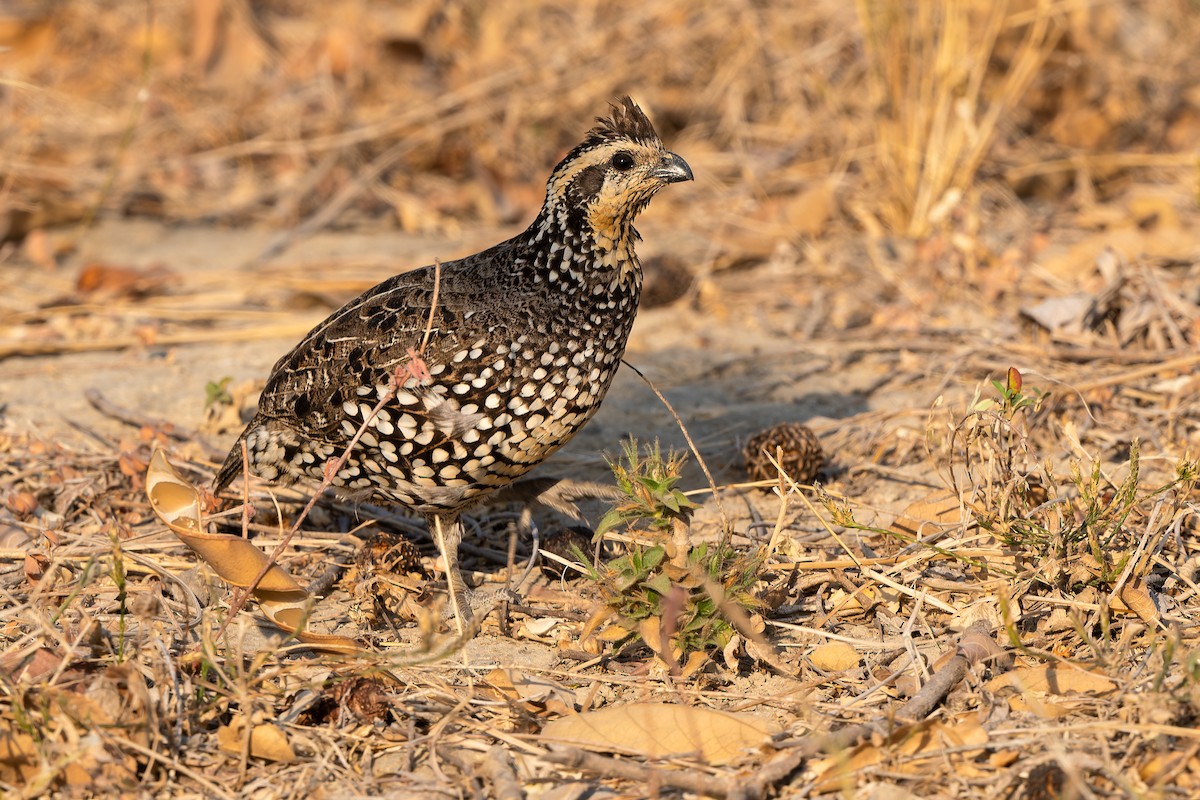 Spot-bellied Bobwhite - ML616784845