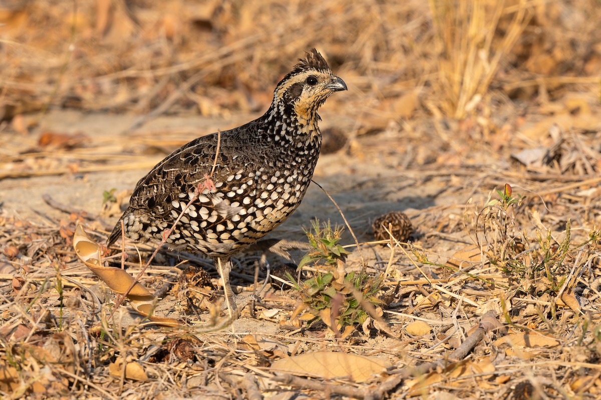 Crested Bobwhite - ML616784845