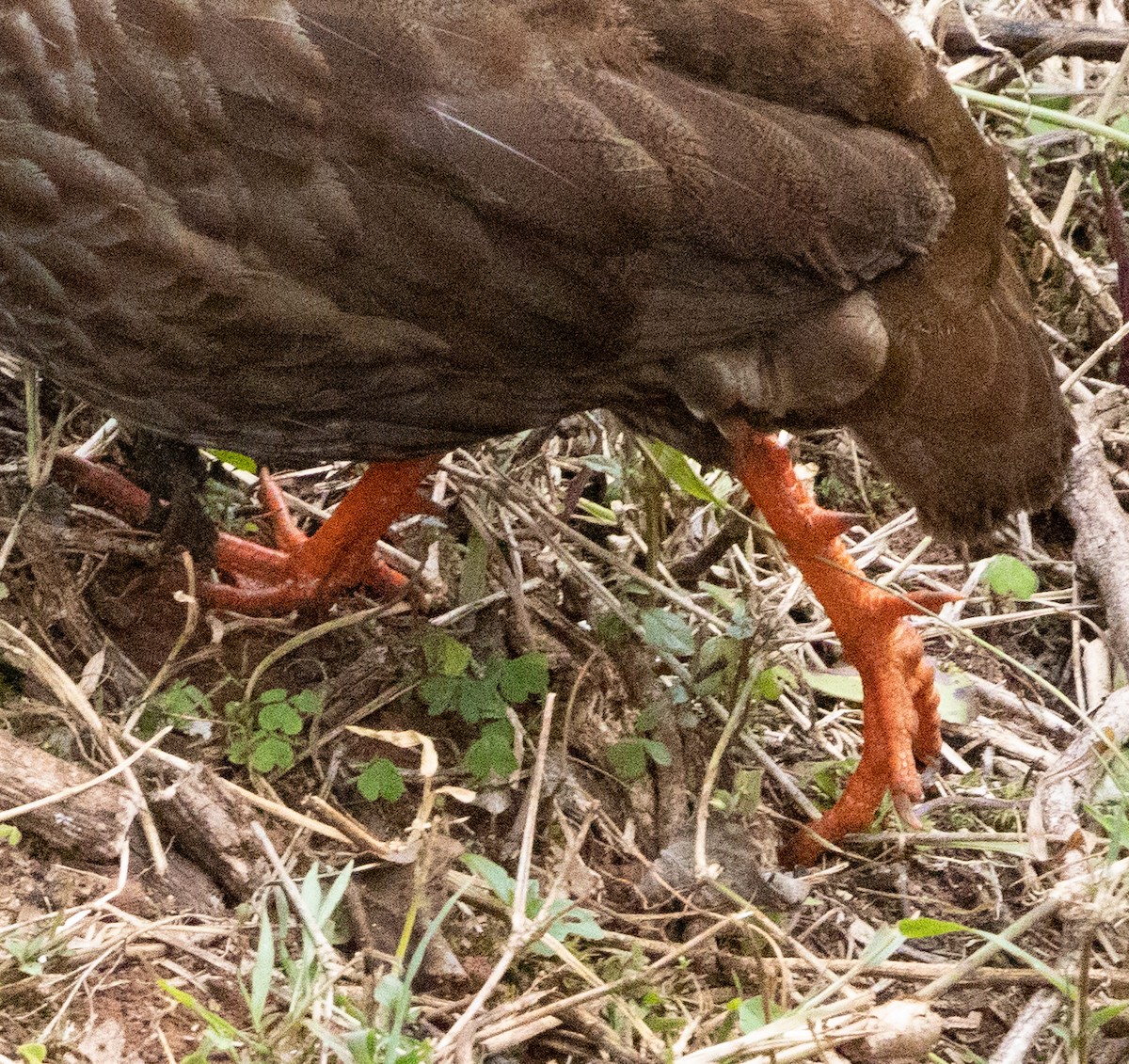 Scaly Spurfowl - ML616784857