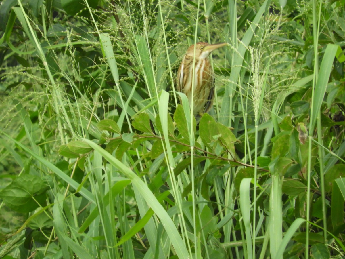 Yellow Bittern - ML616784893