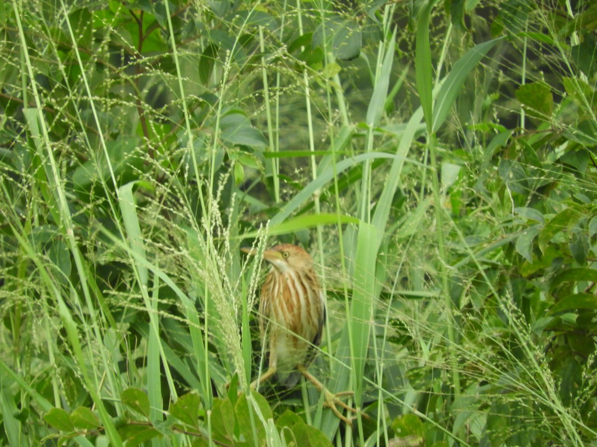 Yellow Bittern - Mac  McCall