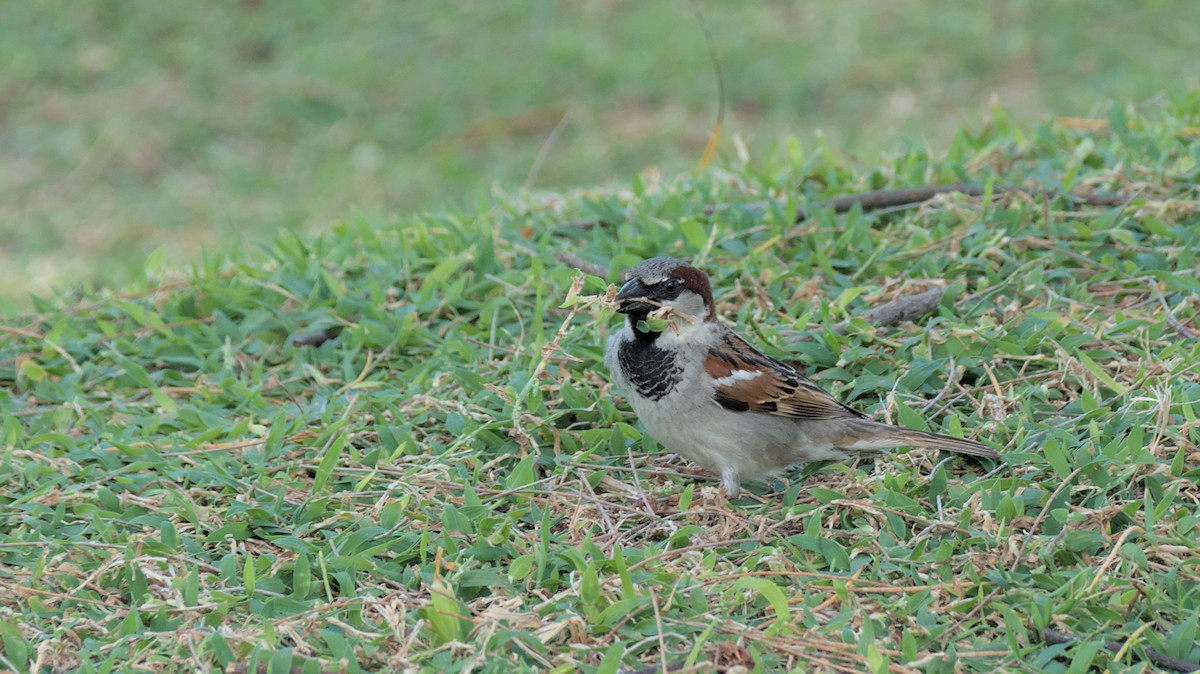 House Sparrow - ML616784945