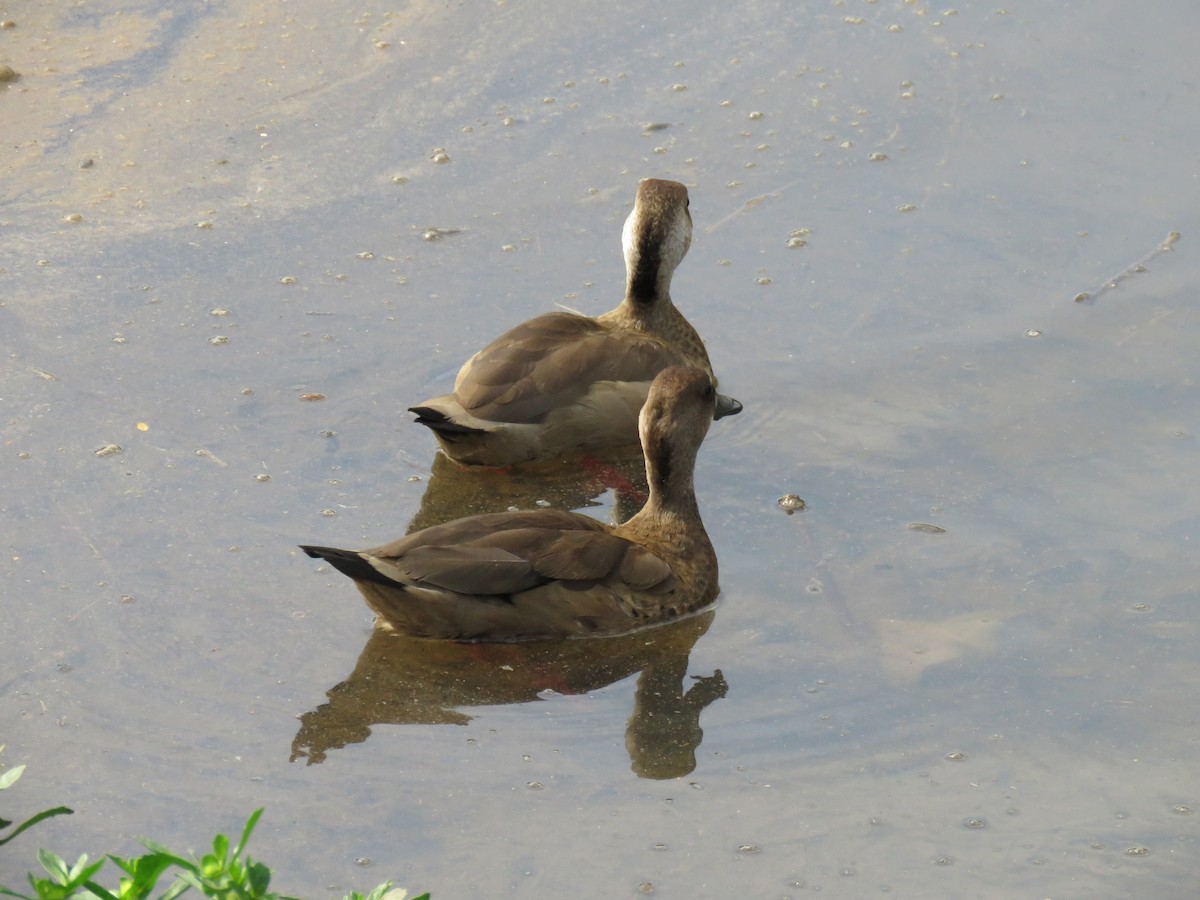 Brazilian Teal - Luiz Fernando de Andrade Figueiredo Luiz Fernando