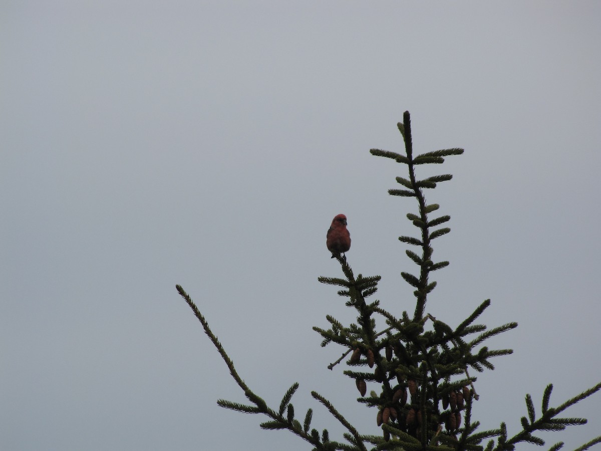 White-winged Crossbill - Peter McTague