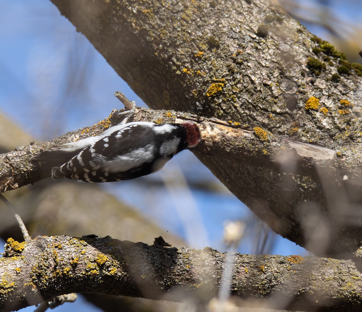 Downy Woodpecker - Hin Ki  & Queenie  Pong