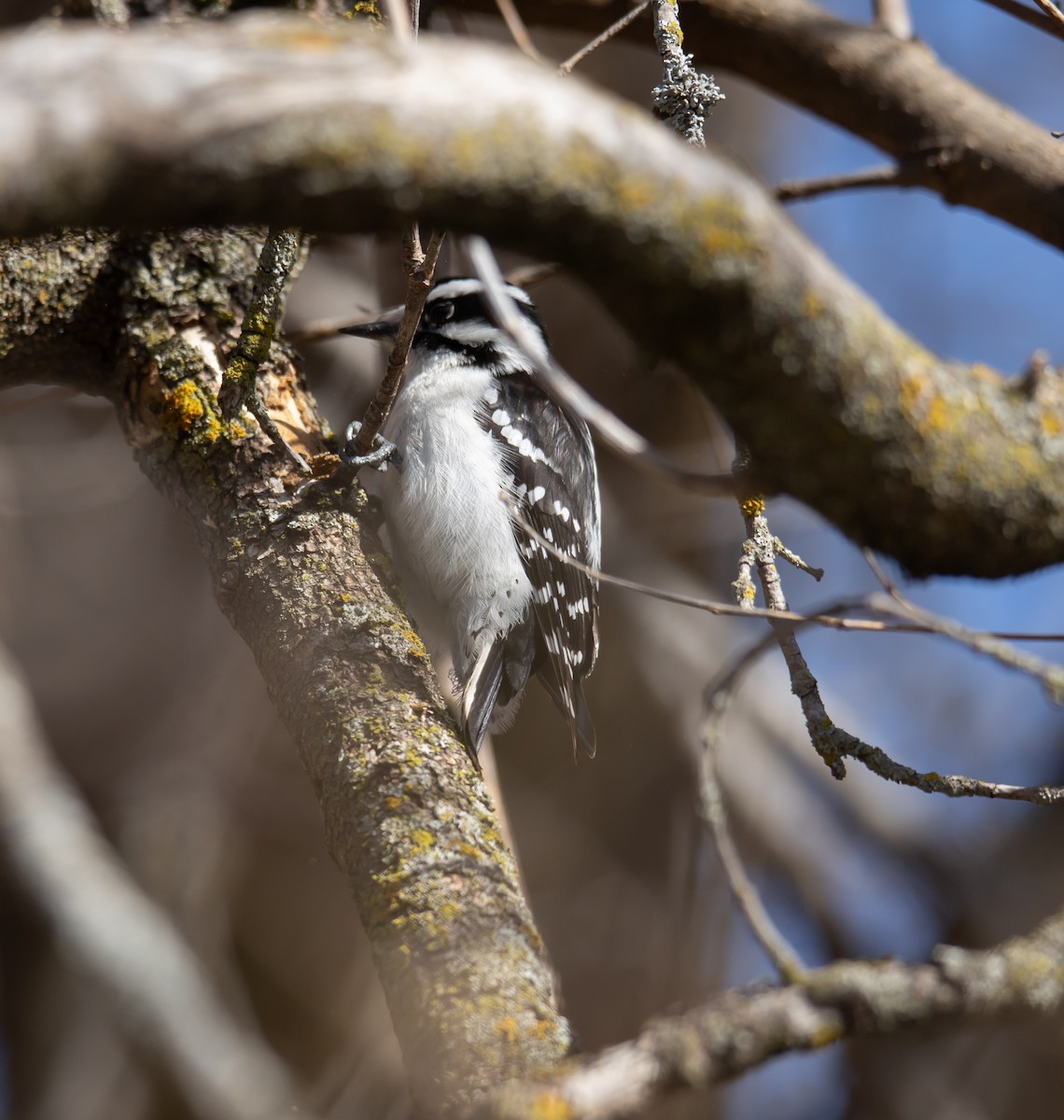 Downy Woodpecker - Hin Ki  & Queenie  Pong