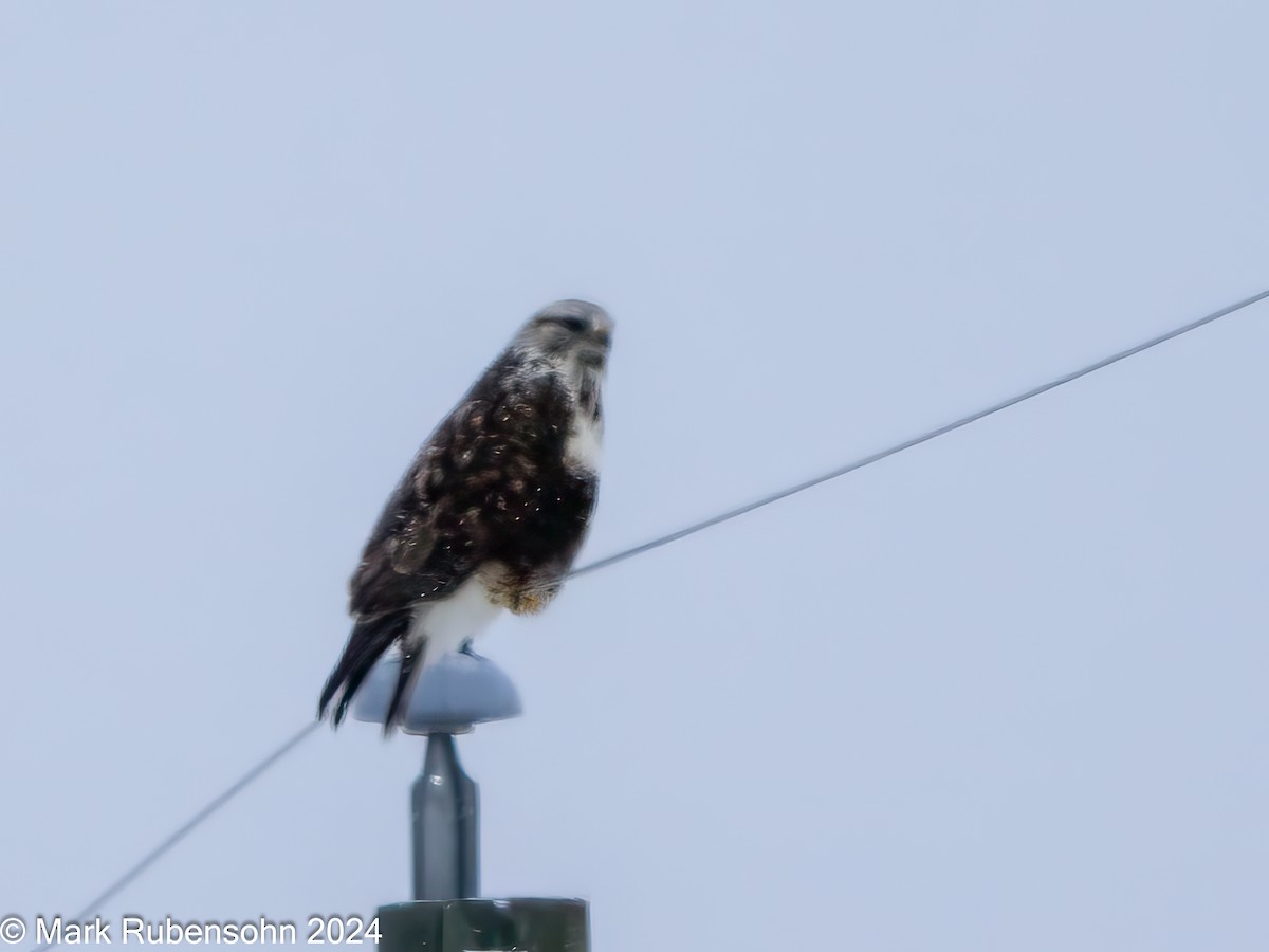 Rough-legged Hawk - Mark Rubensohn