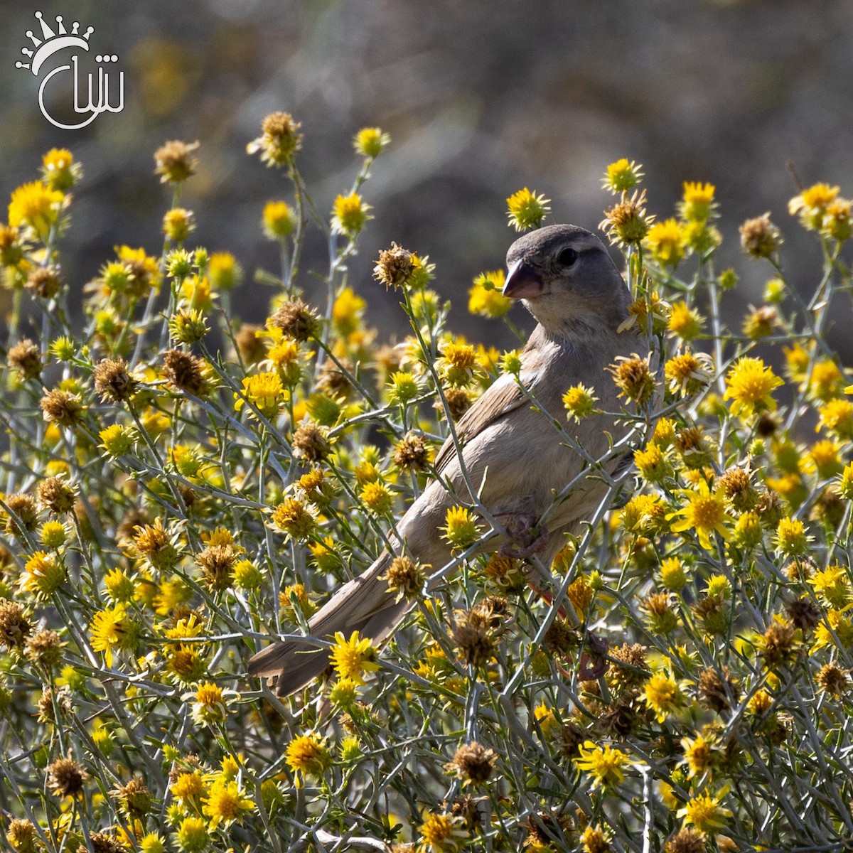 Pale Rockfinch - ML616785000