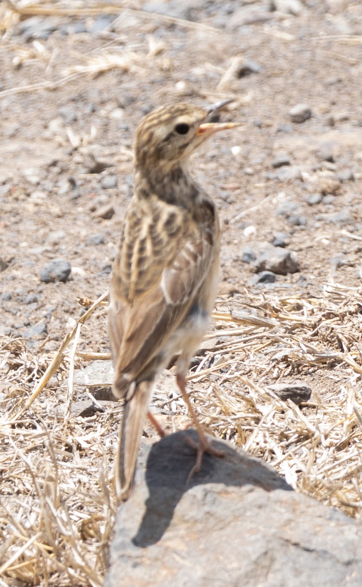 African Pipit - ML616785048