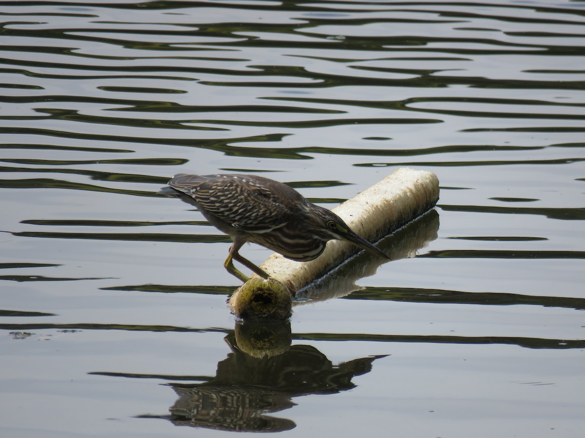 Striated Heron - ML616785053