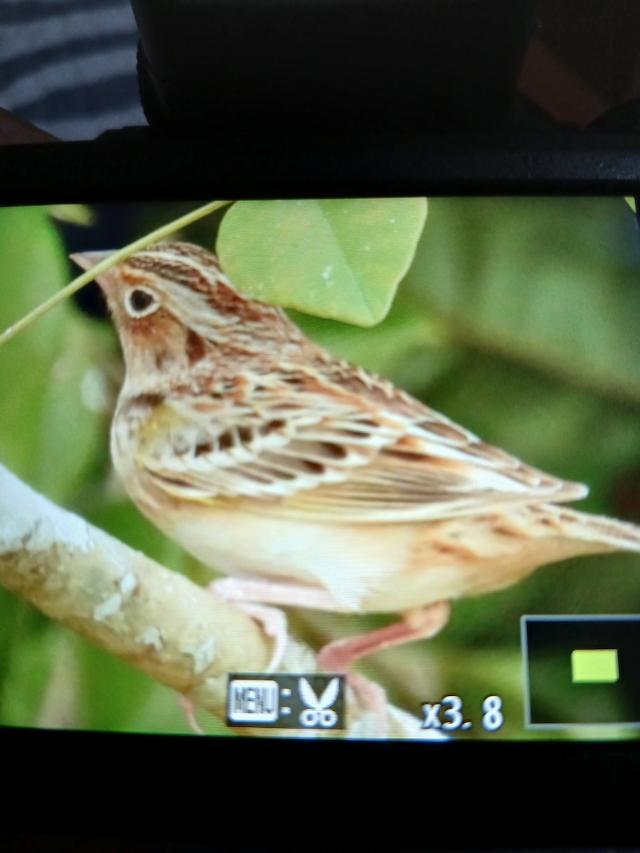 Grasshopper Sparrow - ML616785054