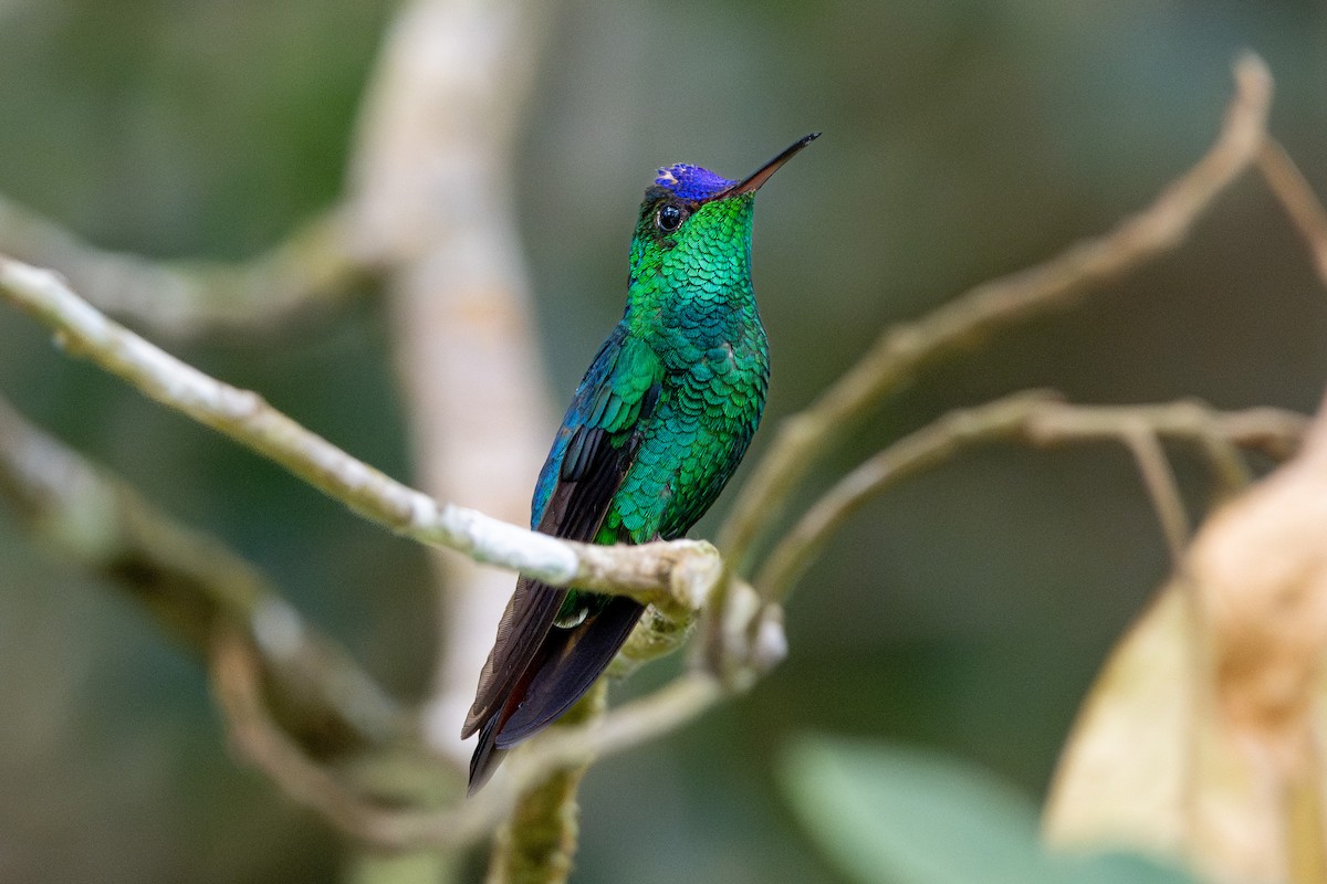 Violet-capped Hummingbird - ML616785124