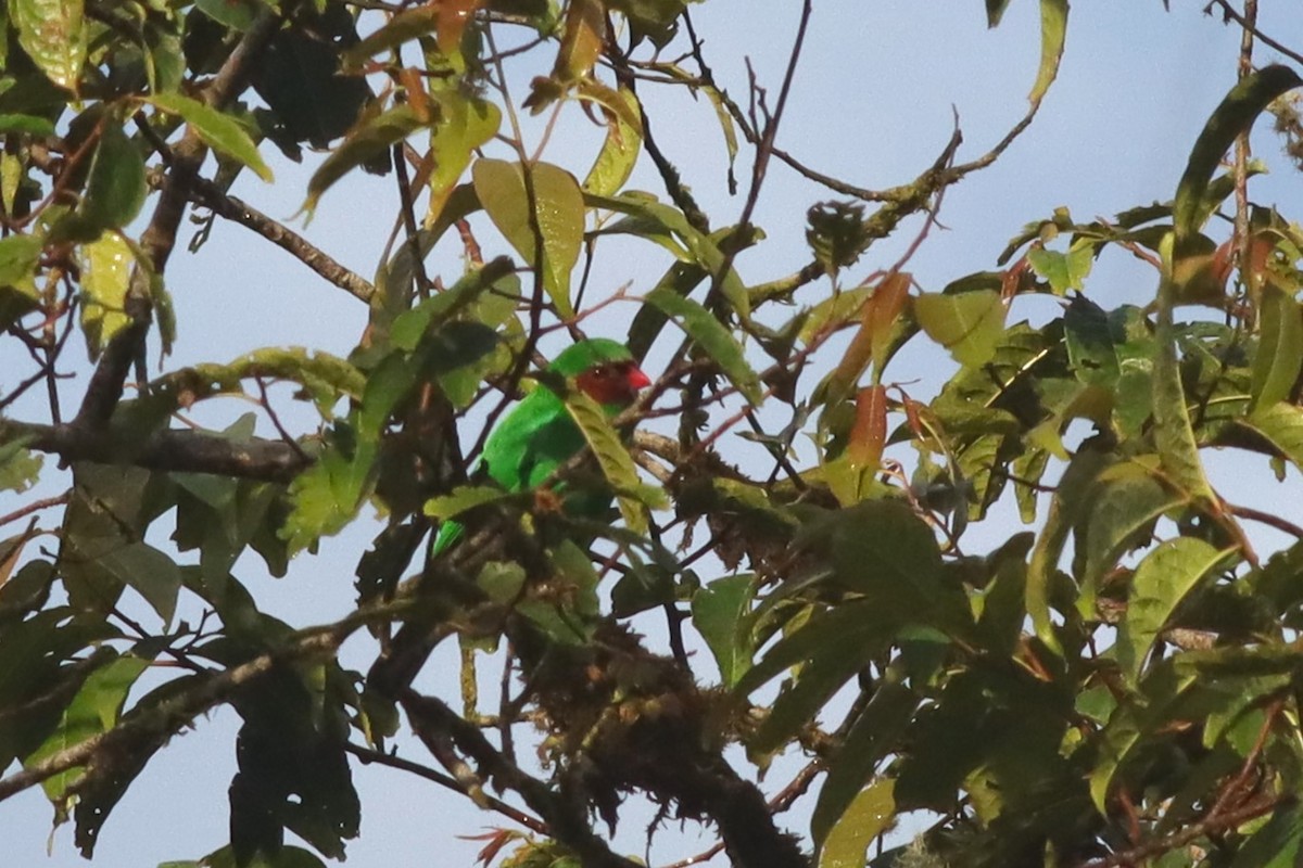 Grass-green Tanager - Margaret Viens