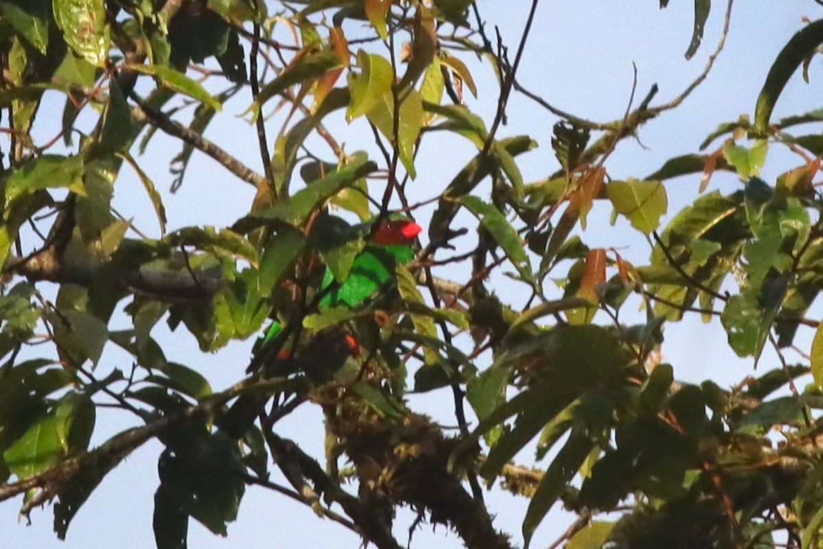 Grass-green Tanager - Margaret Viens