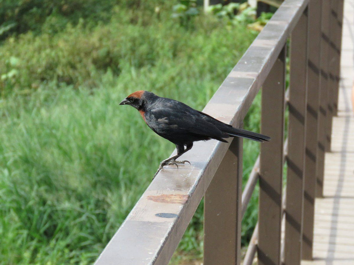 Chestnut-capped Blackbird - ML616785165