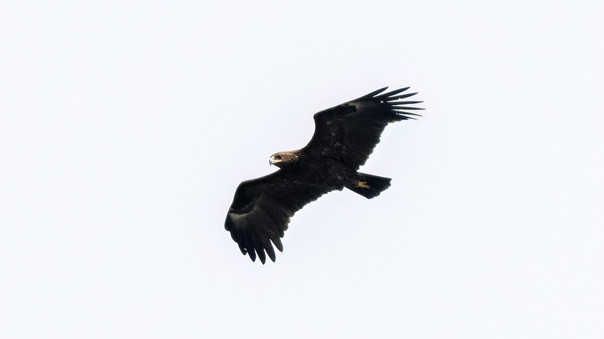 Greater Spotted Eagle - ML616785186