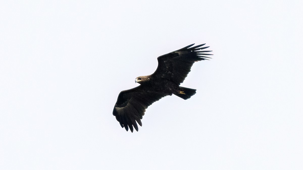 Águila Moteada - ML616785186