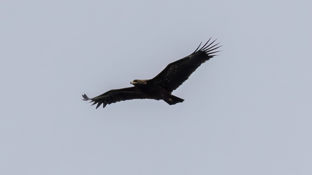 Greater Spotted Eagle - ML616785187